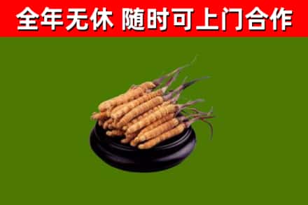 固阳县烟酒回收冬虫夏草.jpg